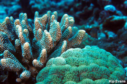 photo of Pocillipora and Porites coral