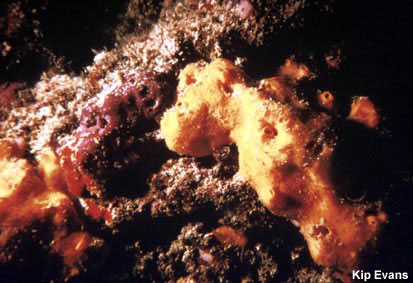photo of sponge