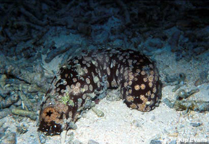 photo of sea cucumber
