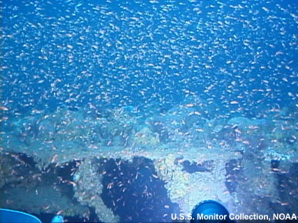 Small fish swarm around a shipwreck