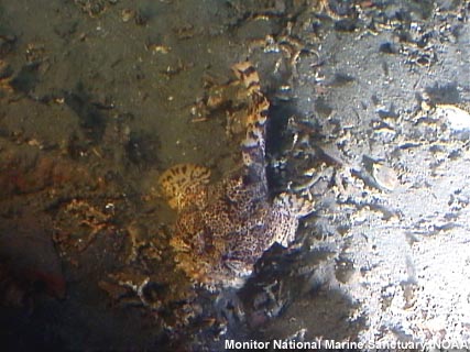 An oyster toadfish rests on the side of the USS Monitor
