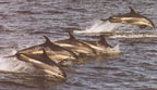 cropped-dophins