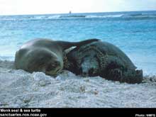 monk seal and sea turtle