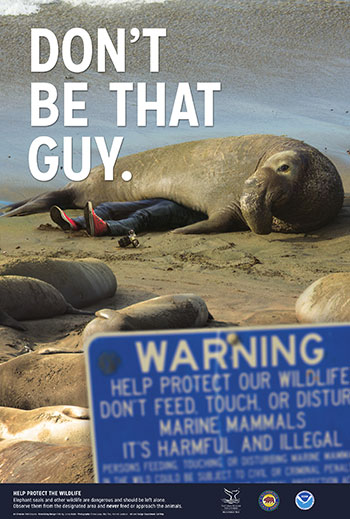 poster warning not to get to close to wildlife. image of an elephant seal on top of a person