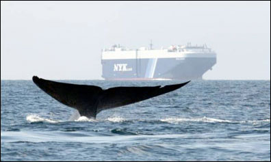 whale tail and boat