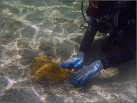 photo of diver restoring coral