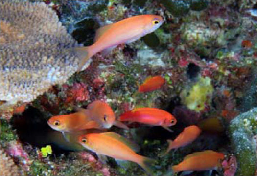 photo of fish in reef