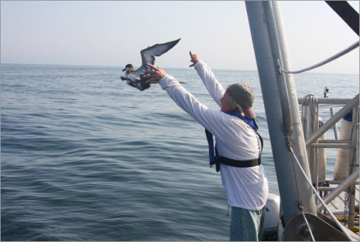 photo of person releasing a bird