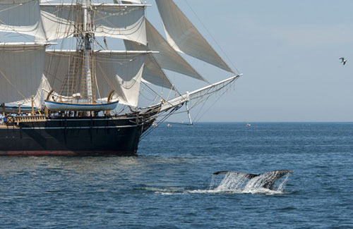 photo of the morgan and a whale