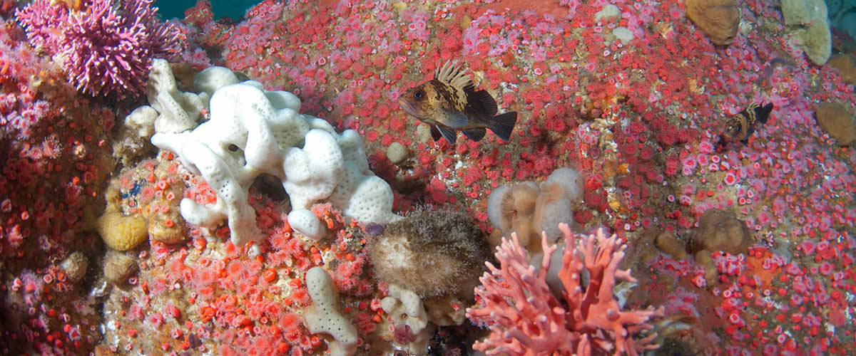 photo of fish and coral on cordell bank