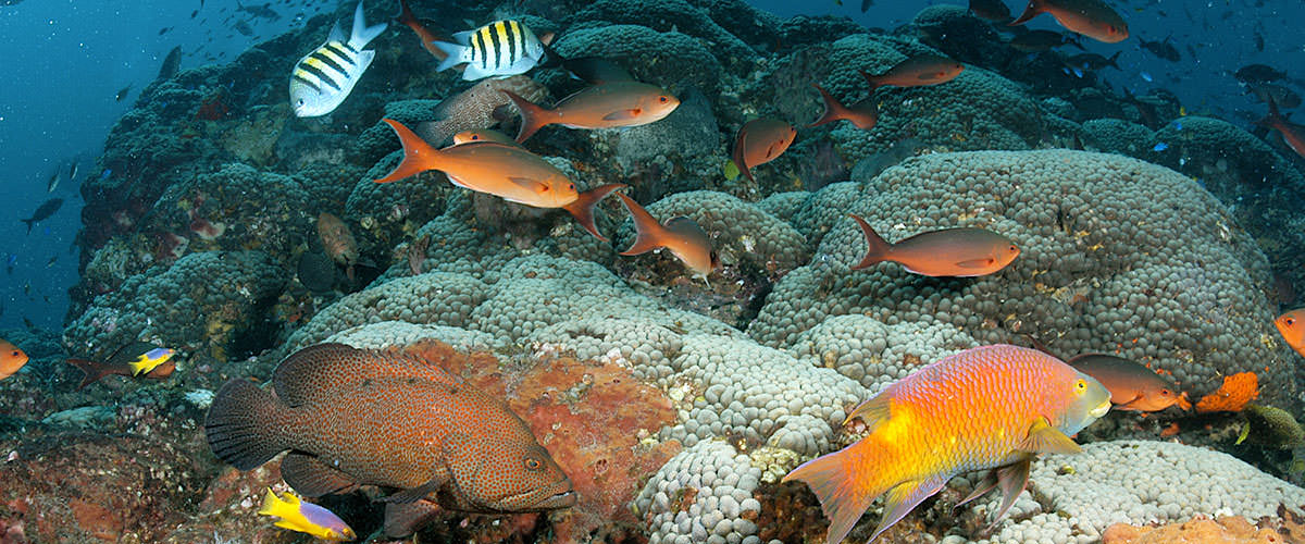 photo of very brightly colored coral and fish