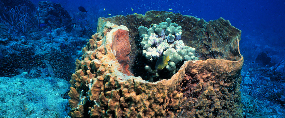 photo of a sponge and coral