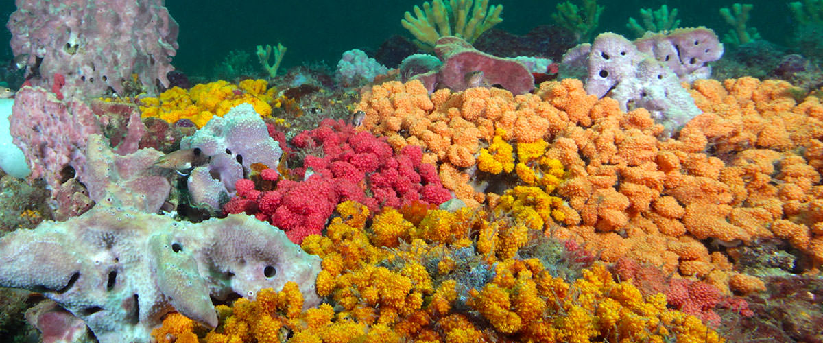 photo of very brightly colored coral