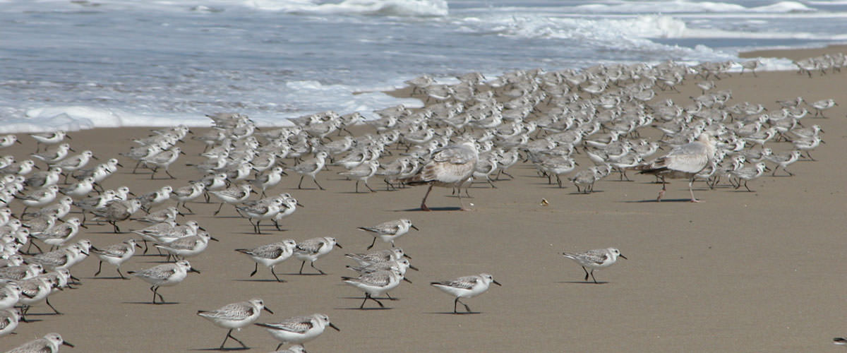 photo of lots of birds on the sand with waves