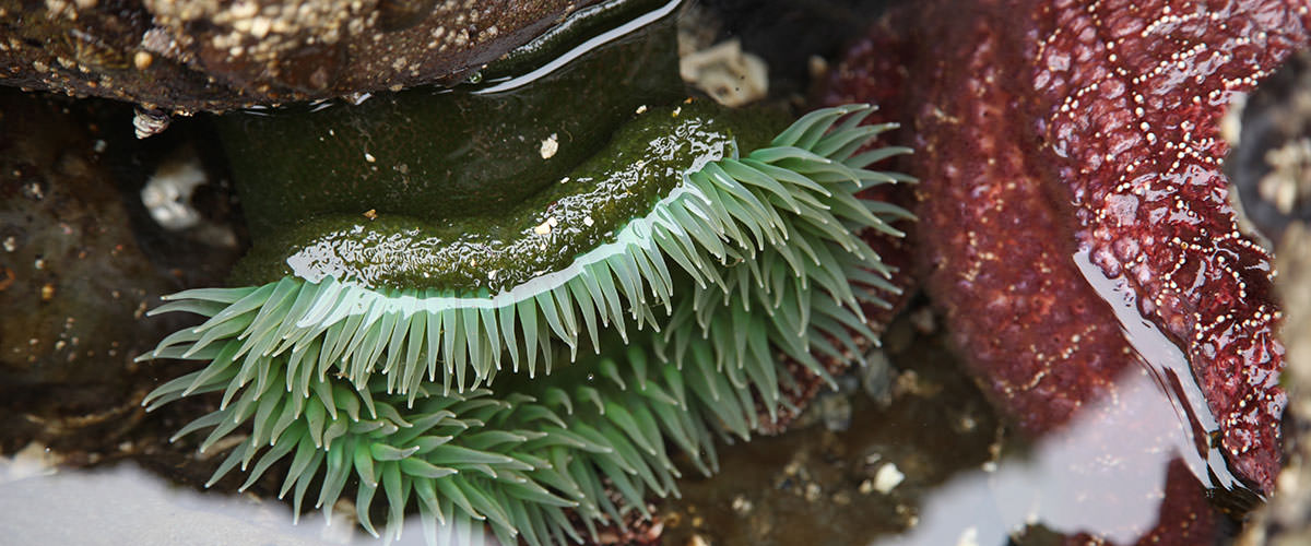 photo of anemone in a tidepool