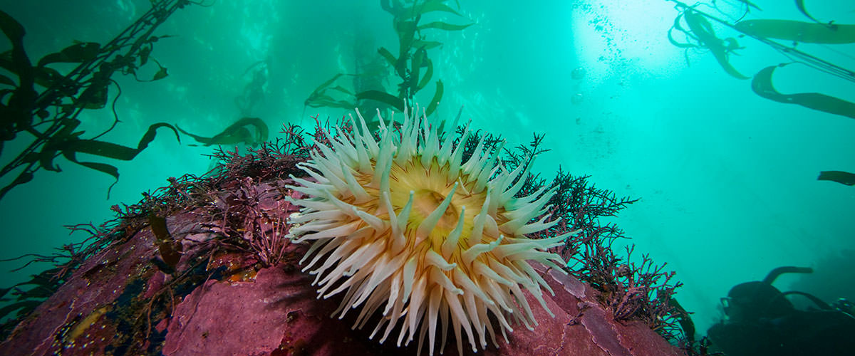 photo of an anemone with a kelp forest in the background