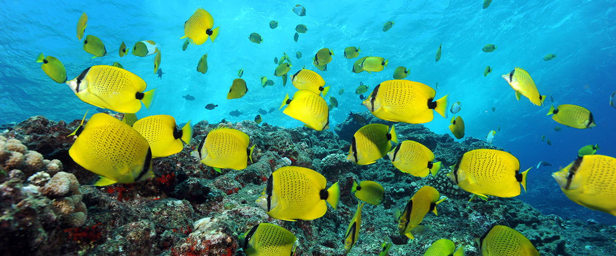 photo of a a school of tropical fish