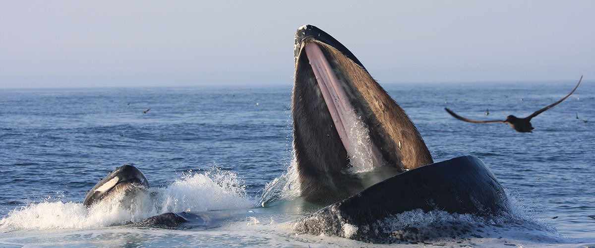 photo of whale eating