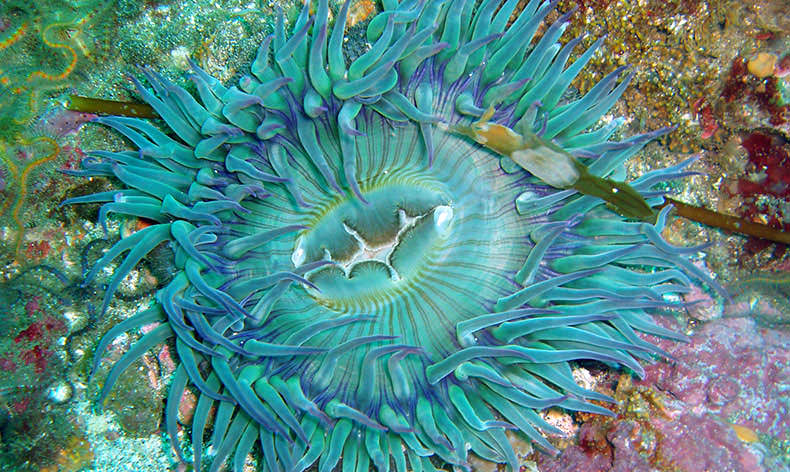 Photo of an colorful anemone