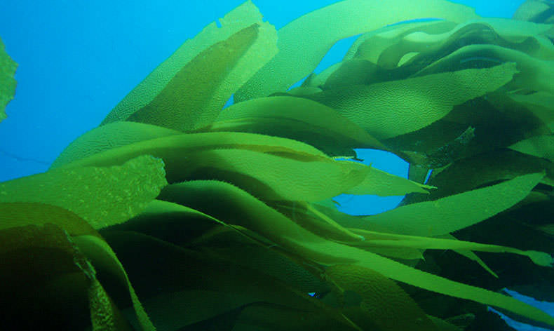 Photo of sea kelp