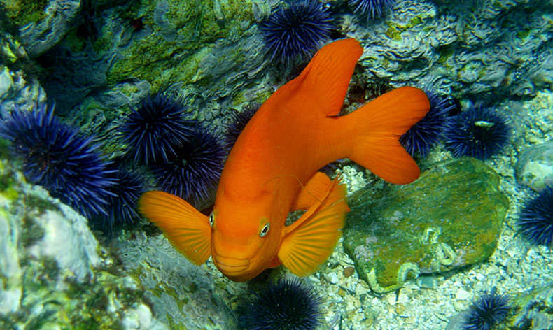 Photo of an orange garibaldi with blue sea urchin