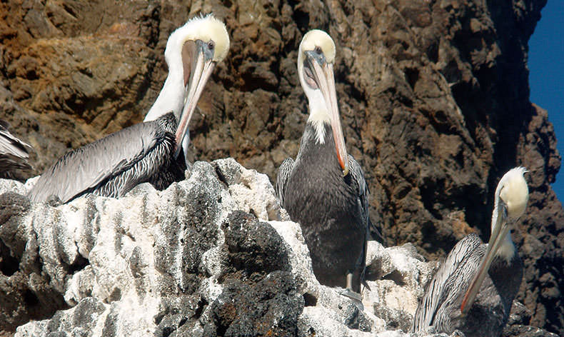 Photo of pelicans