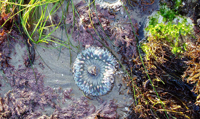 Photo of anemone in a tide pool