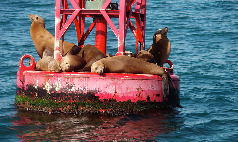 Photo of seals on a buoy