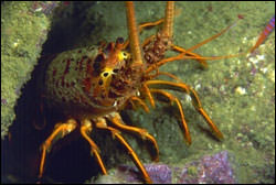 spiny lobster.