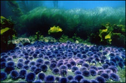 Purple sea urchins.