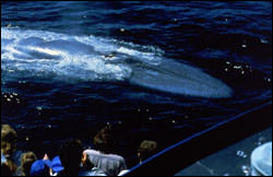 A blue whale visits a commercial whale watching vessel.