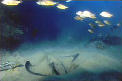 Bat ray and kelp bass on soft bottom habitat in Channel Islands National Marine Sanctuary.