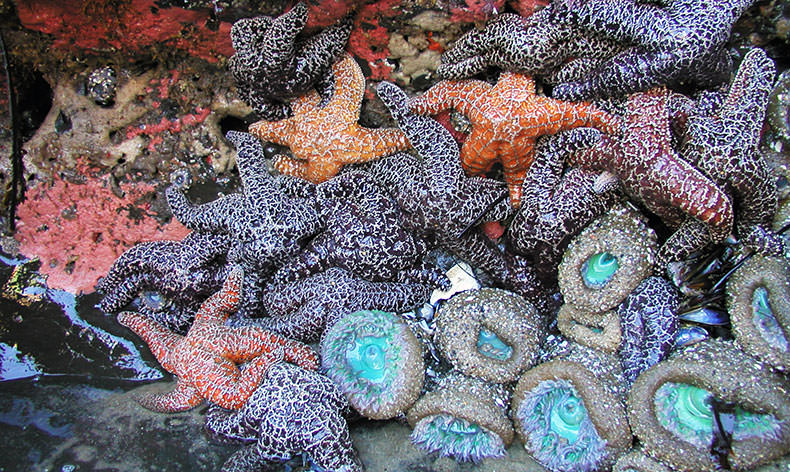 Photo of sea stars and anemones