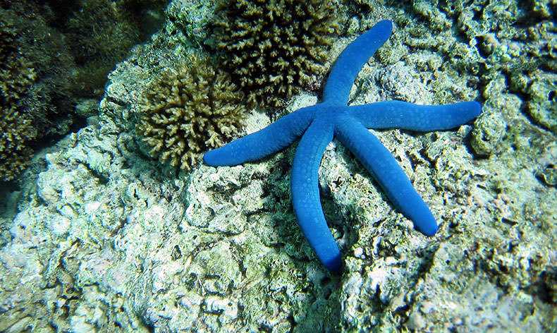 Photo of blue starfish