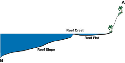 A cross-section of Fagatele Bay's fringing reef