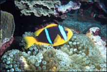 photo of clown fish