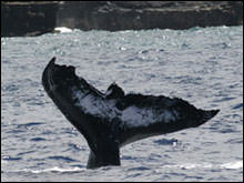 photo of whale tail