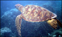 photos of sea turtle