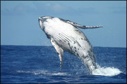 photos of humpback whale calf
