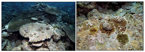 photos of coral colonies