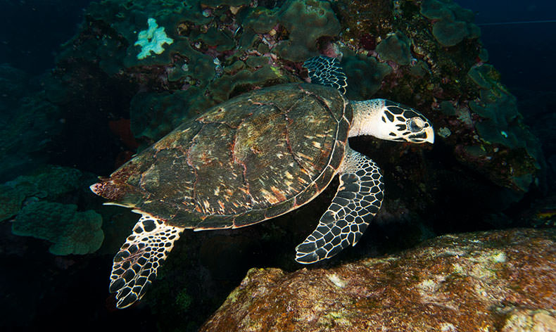 Photo of a sea turtle in Flower Garden Banks
