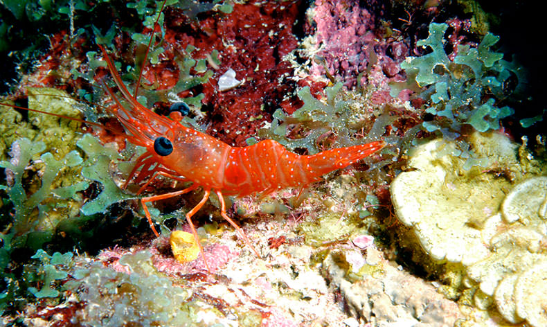 Photo of a crawfish and coral