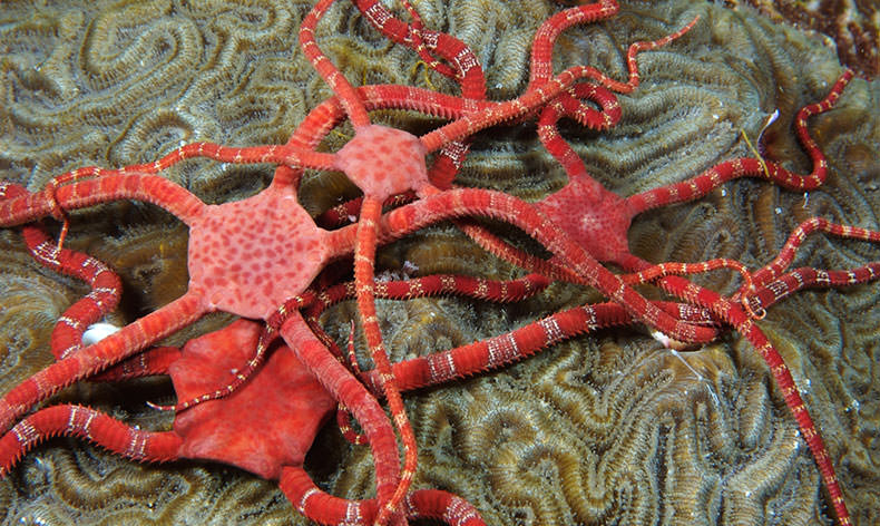 Photo of colorful brittle stars at Flower Garden Banks