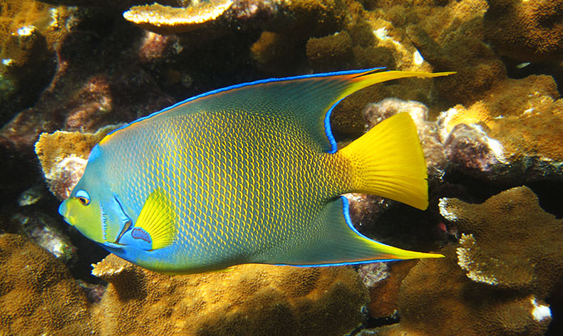 Photo of an angel fish in florida keys
