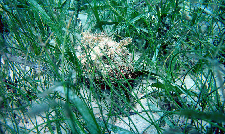 Photo of a scorpion fish in the seagrass