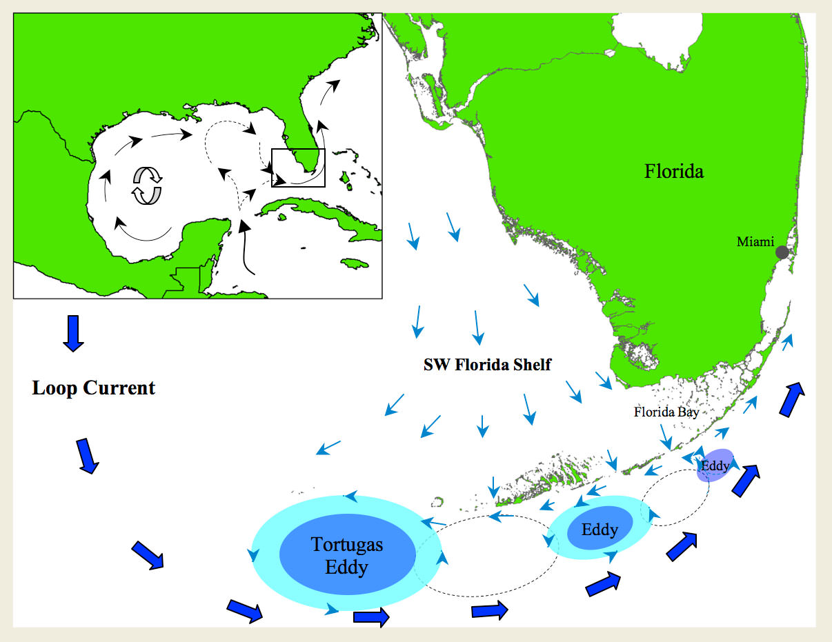 Schematic of general surface circulation of southern and southwestern Florida coastal waters.