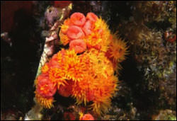 photo of orange cup coral