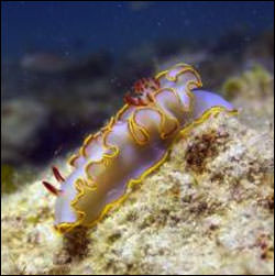 photo of a nudibranch
