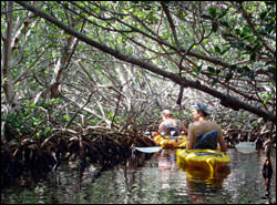 kayakers going through mangroves