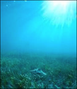 photo of seagrass beds